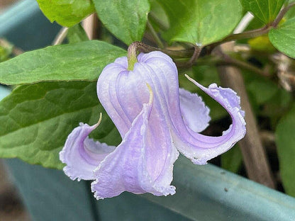 Blue Octopus Clematis ‘’クリスパ・エンジェル| Crispa Angel| 克里斯帕天使| タコクレマチス‘’