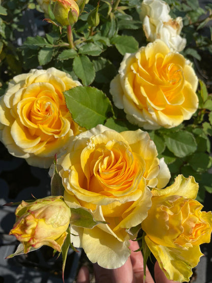 Rose  ’ Shell｜ 贝壳