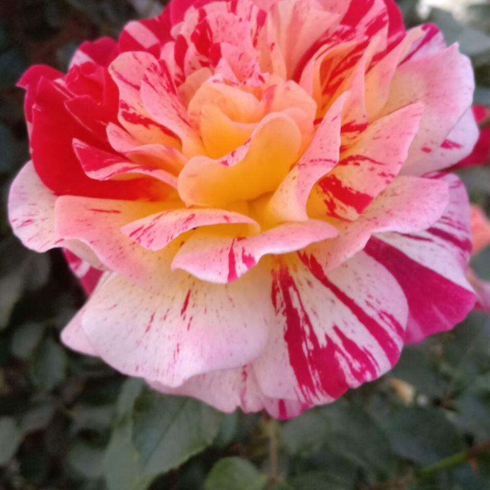 Striped Rose  ’ All American Magic ｜全美魔术