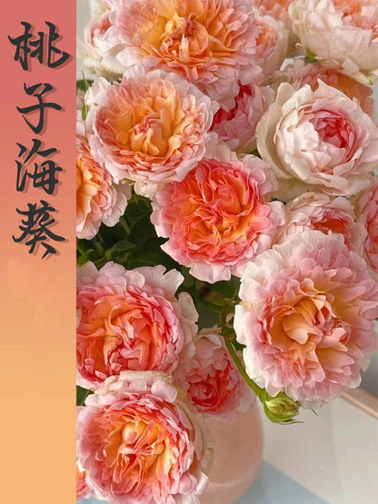 Rare Rose  ‘ Peach Anemone ｜桃子海葵 - New Variety 2023