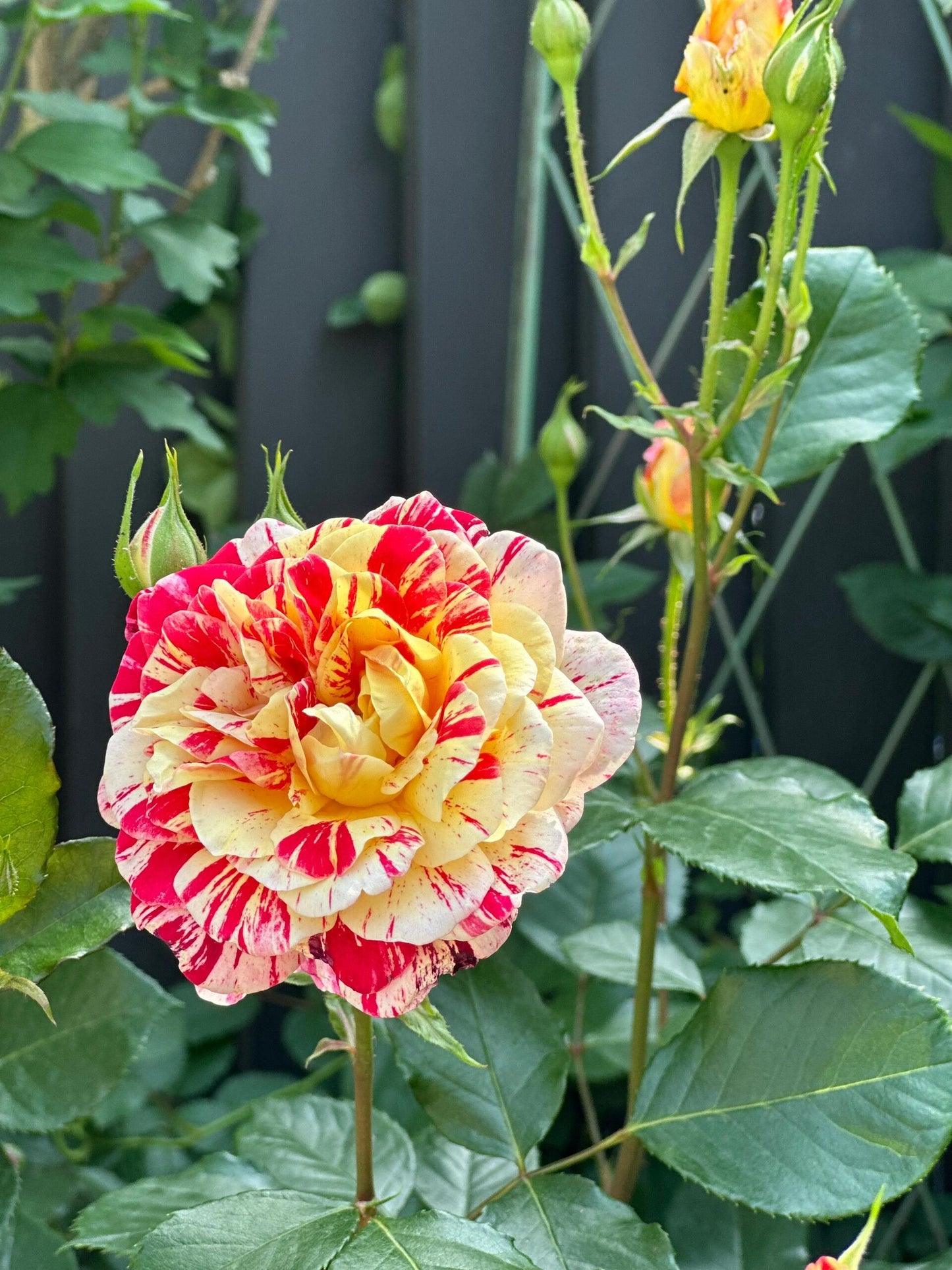 Striped Rose  ’ All American Magic ｜全美魔术