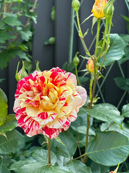 Striped Rose  ’ All American Magic ｜全美魔术