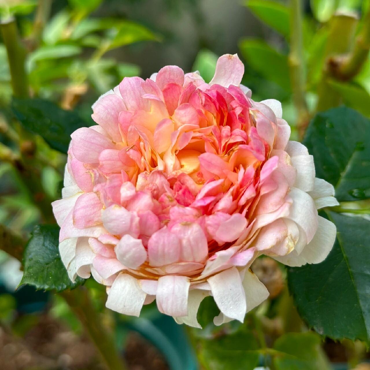Rare Rose  ‘ Peach Anemone ｜桃子海葵 - New Variety 2023