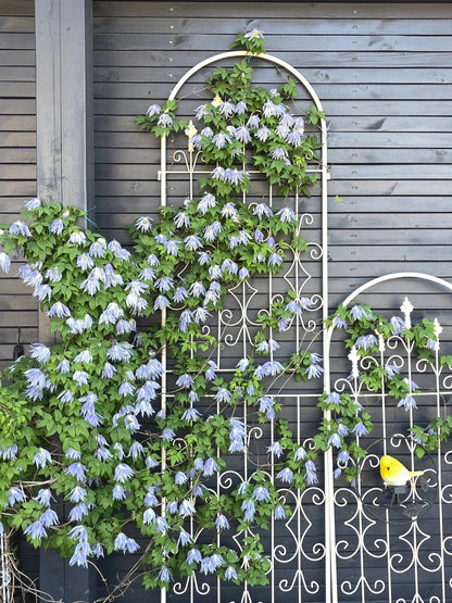 Clematis ‘’Maidwell Hall｜梅德维尔‘’
