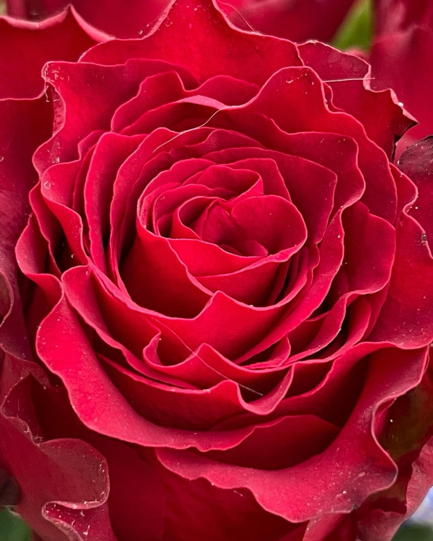 Rose  ‘ Rhodos ｜罗德斯
