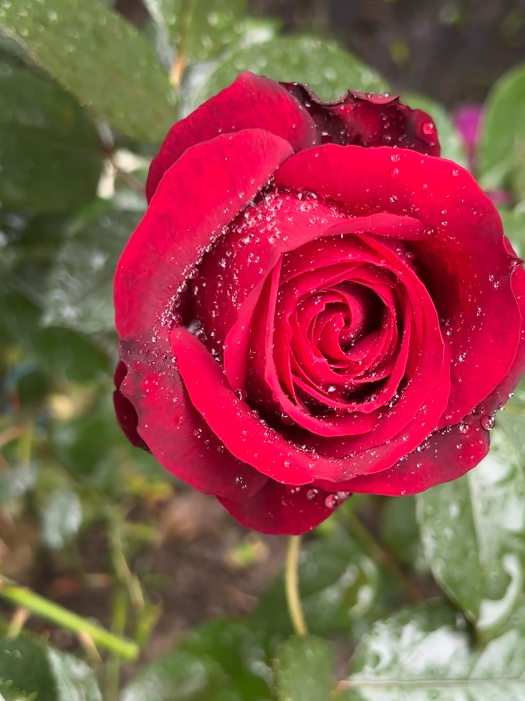 Rose 'Admiral' 海上将军