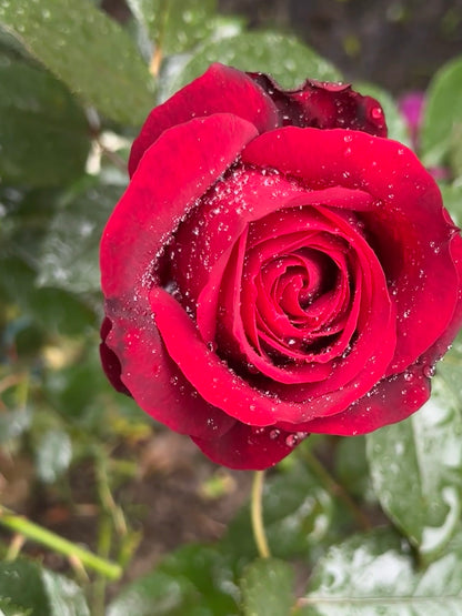 Rose 'Admiral' 海上将军