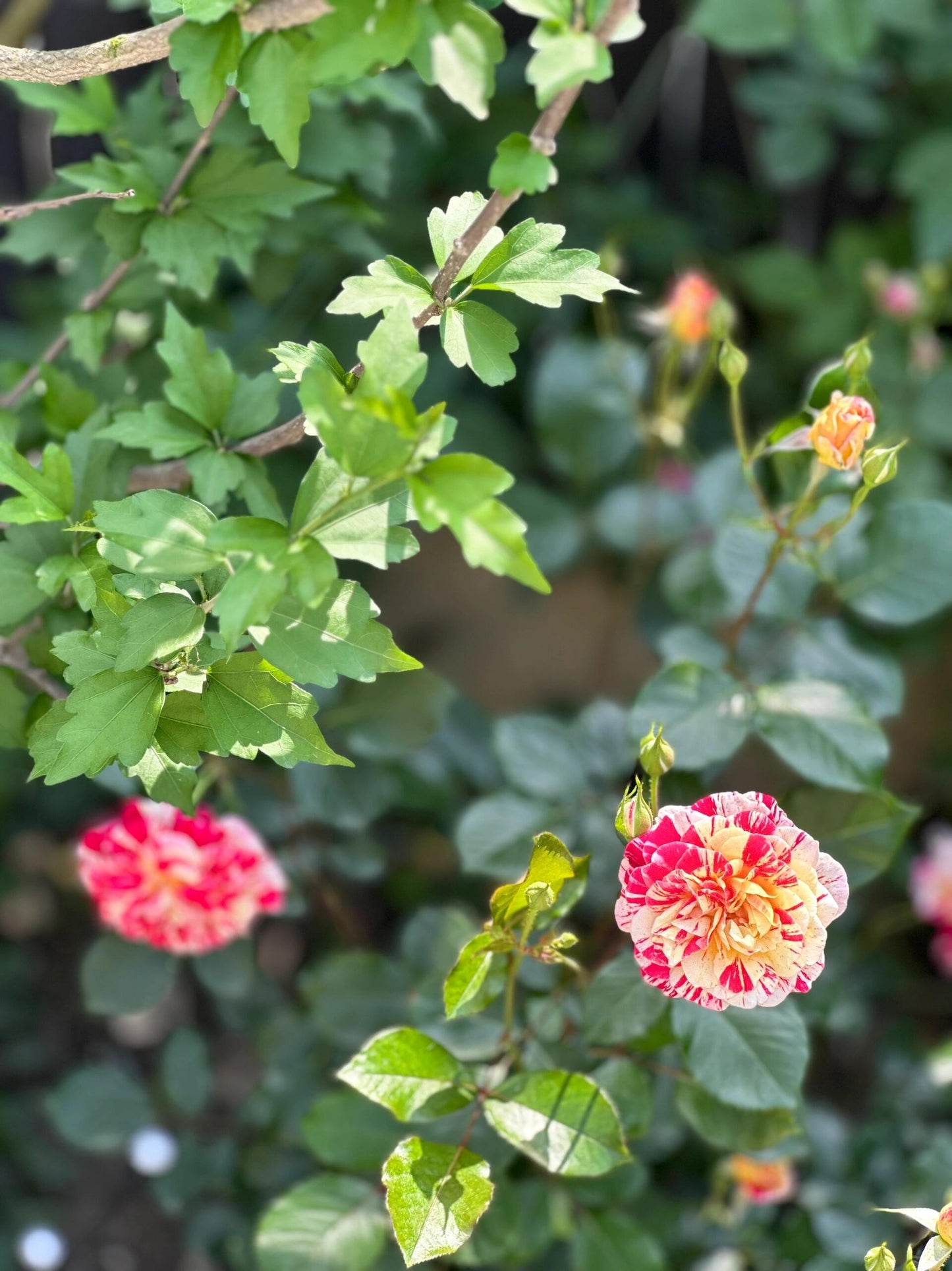 Striped Rose  ’ All American Magic ｜全美魔术