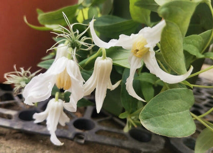 Jasmine Clematis ''Hakuree | ハクレイ| 白麗| 哈库里''