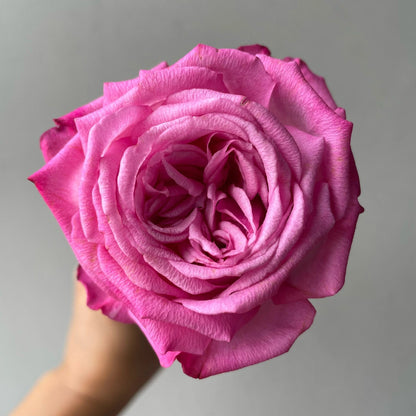Rose  'Peach Blaze Sky | 桃灼蓝天 | Award-winning '