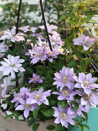 Clematis ‘’Filigree｜金银丝/ 故里‘’