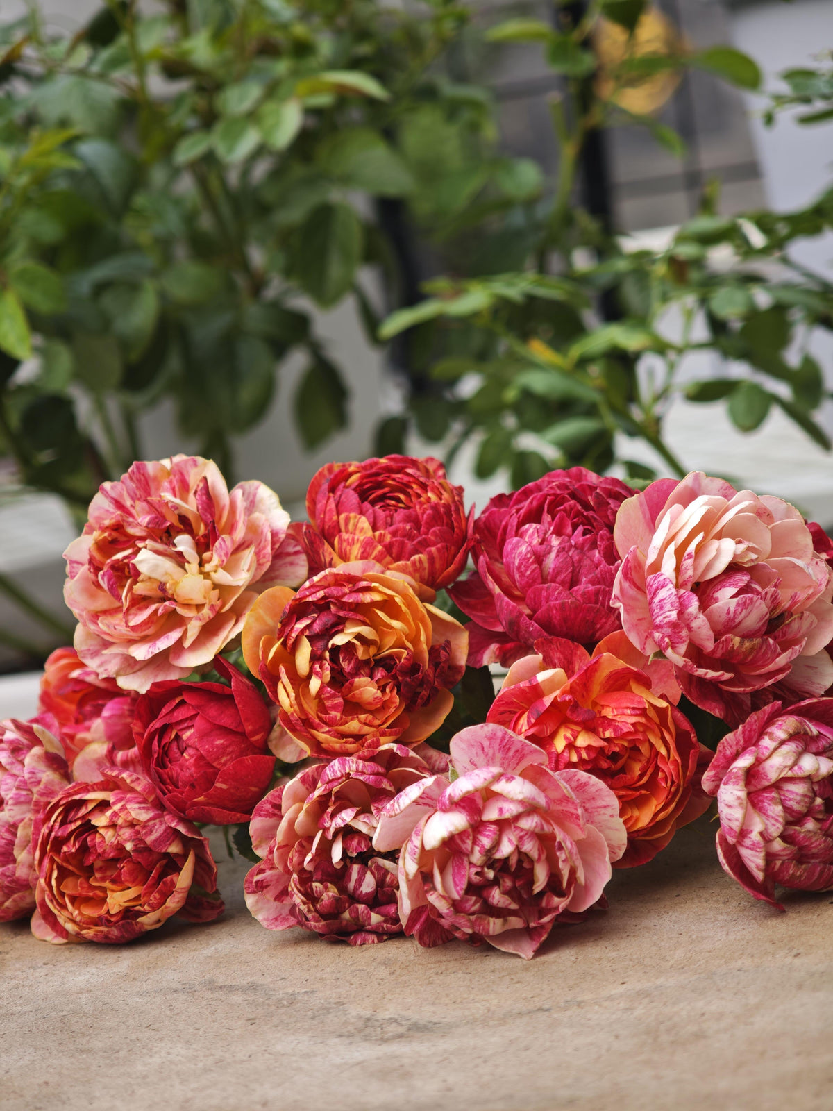 Rose 'Juice Splash' 果汁飞溅