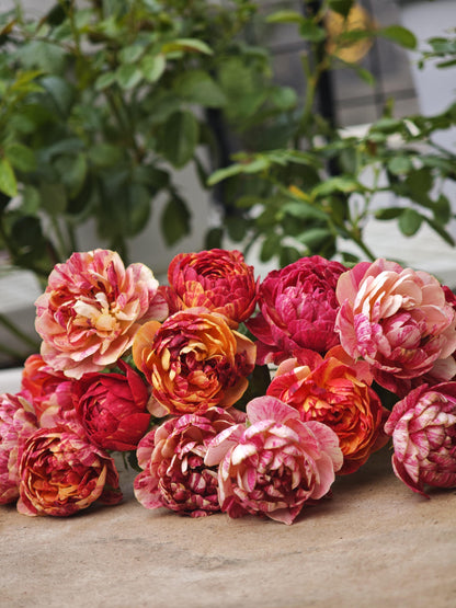 Rose 'Juice Splash' 果汁飞溅