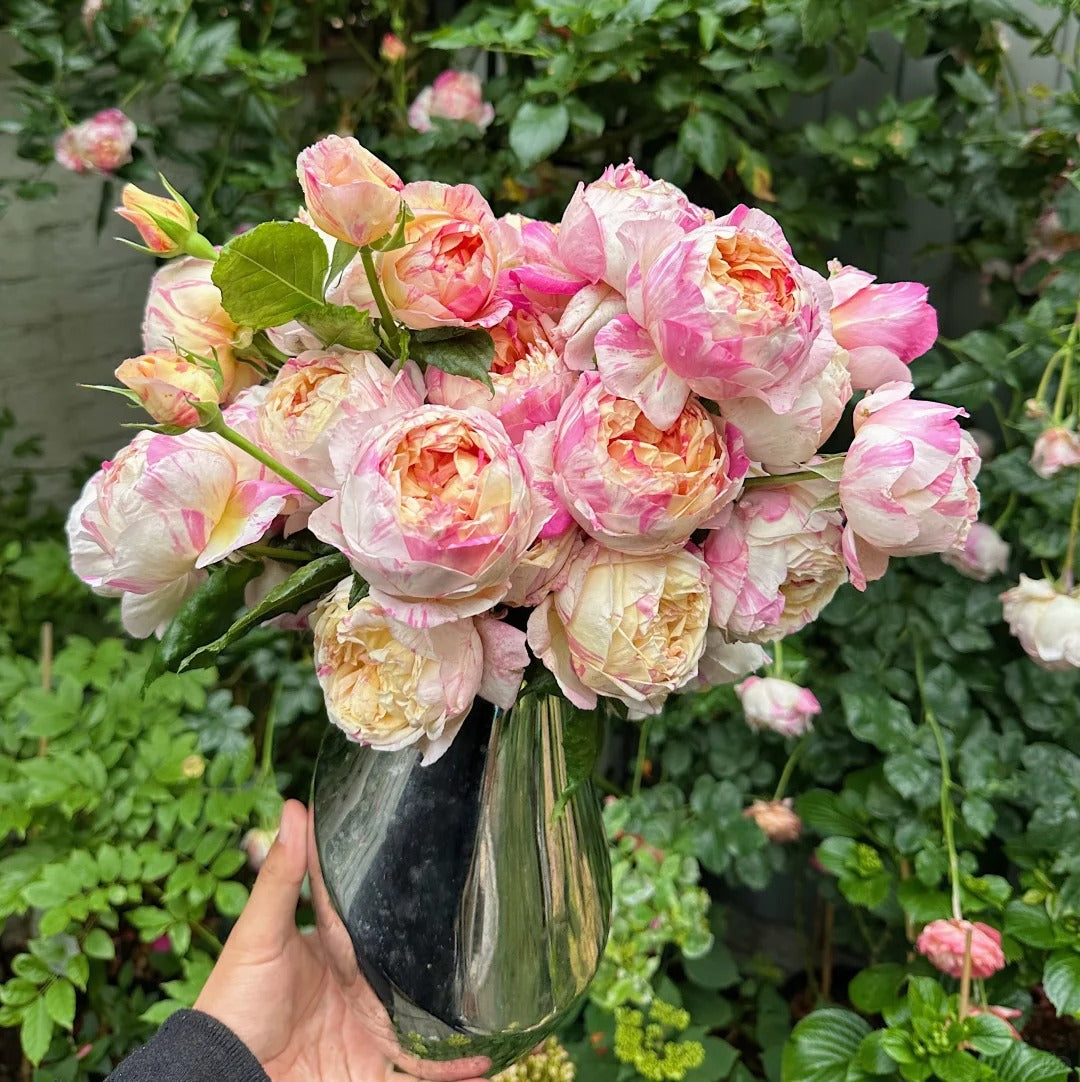 Rose ‘ Claude Monet' 莫奈