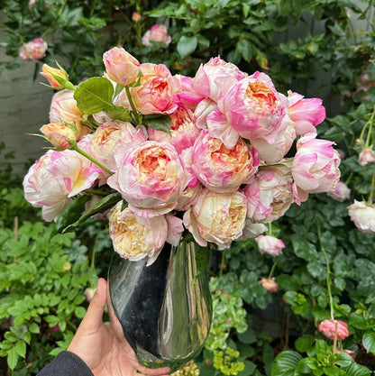 Rose ‘ Claude Monet' 莫奈
