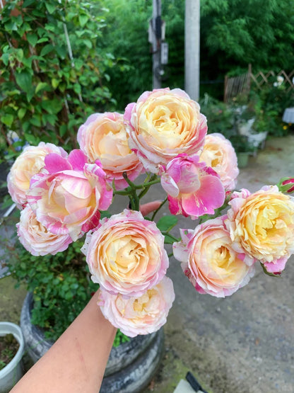 Rose ‘ Claude Monet' 莫奈