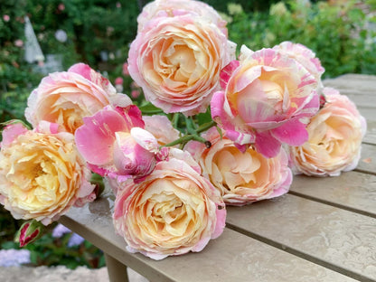 Rose ‘ Claude Monet' 莫奈