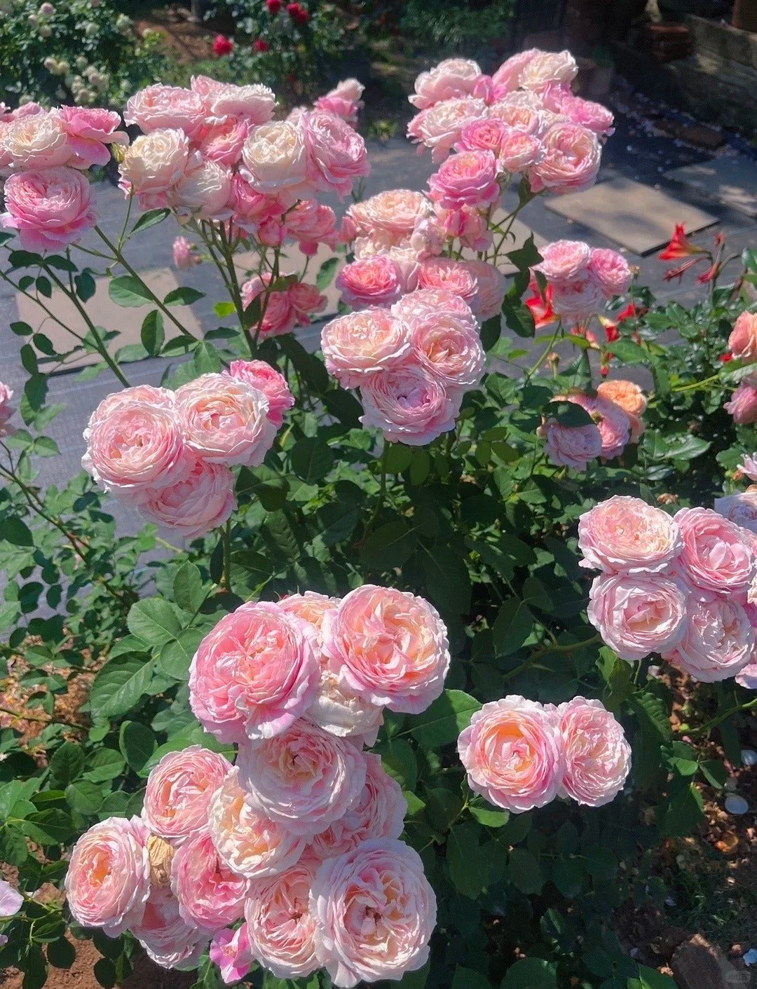 Rose ‘ Claude Monet' 莫奈