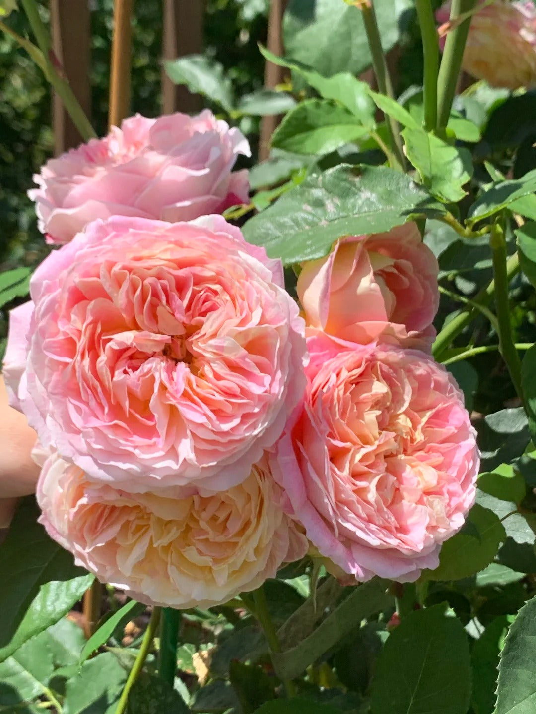 Rose ‘ Claude Monet' 莫奈