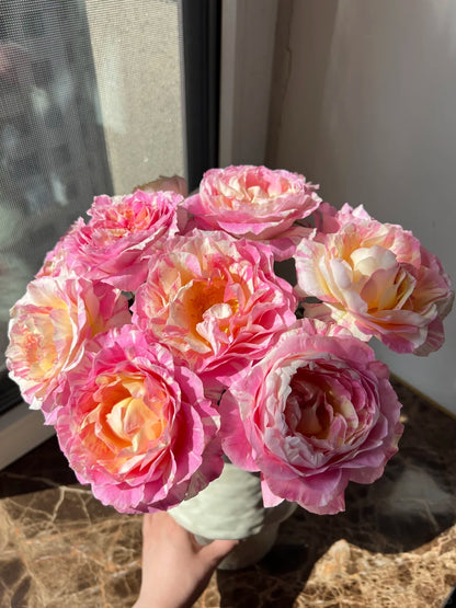 Rose ‘ Claude Monet' 莫奈