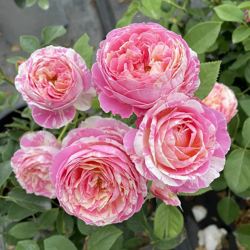 Rose ‘ Claude Monet' 莫奈