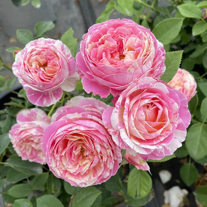 Rose ‘ Claude Monet' 莫奈