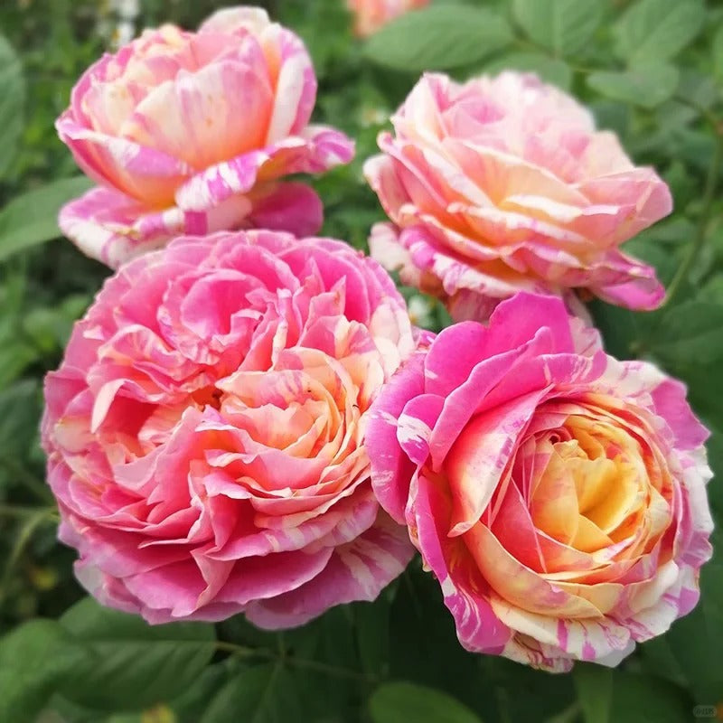 Rose ‘ Claude Monet' 莫奈