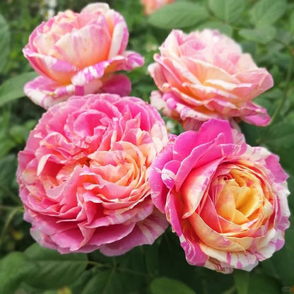 Rose ‘ Claude Monet' 莫奈