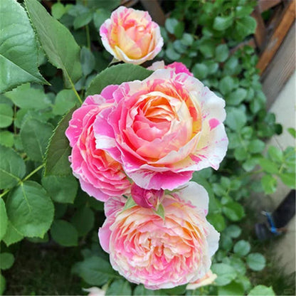 Rose ‘ Claude Monet' 莫奈