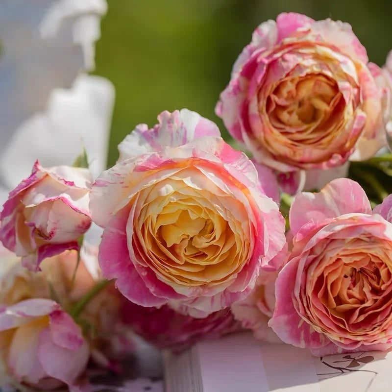 Rose ‘ Claude Monet' 莫奈