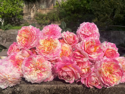 Rose ‘ Claude Monet' 莫奈