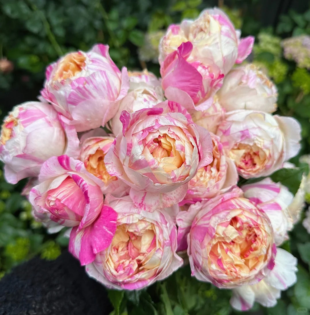 Rose ‘ Claude Monet' 莫奈