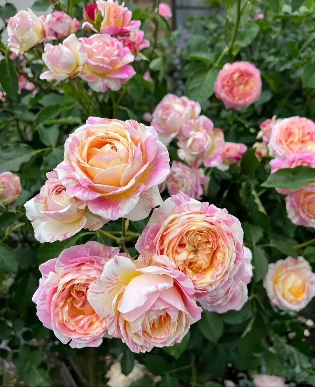 Rose ‘ Claude Monet' 莫奈