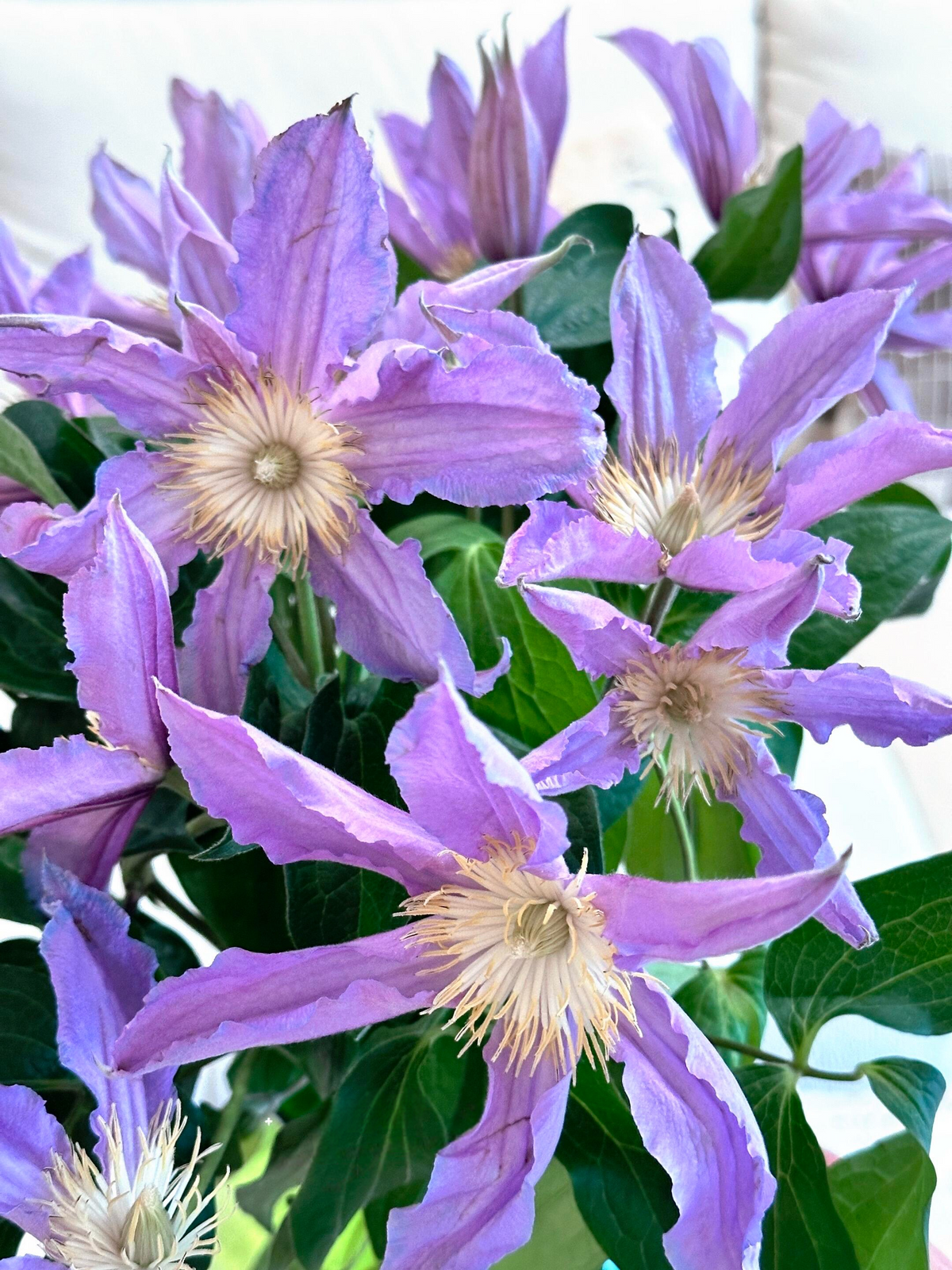 Clematis 'East River' / Zoeastri /东方河流