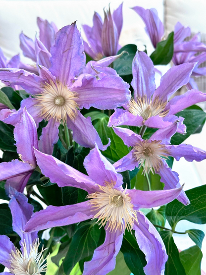 Clematis 'East River' / Zoeastri /东方河流