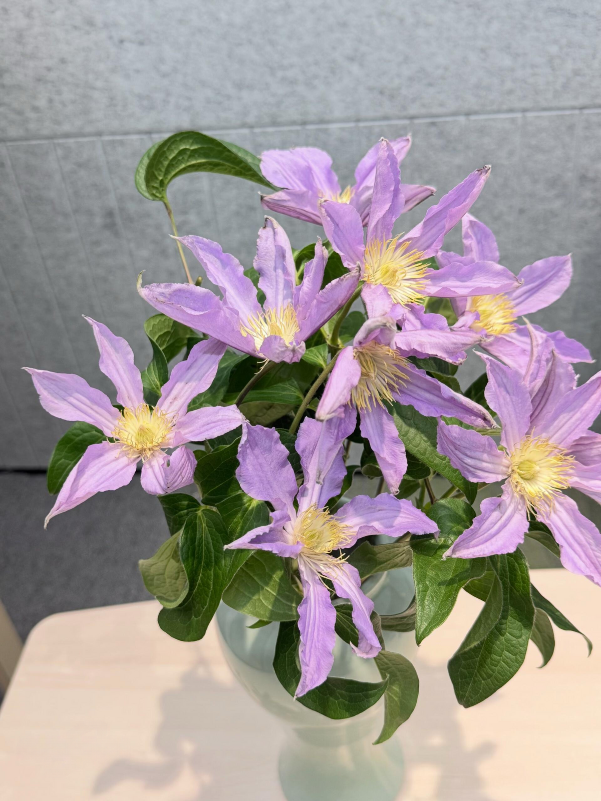 Clematis 'East River' / Zoeastri /东方河流