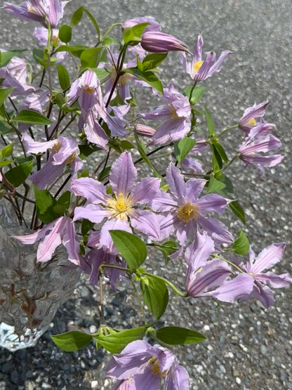 Clematis 'East River' / Zoeastri /东方河流