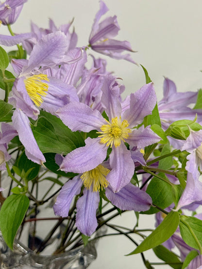 Clematis 'East River' / Zoeastri /东方河流