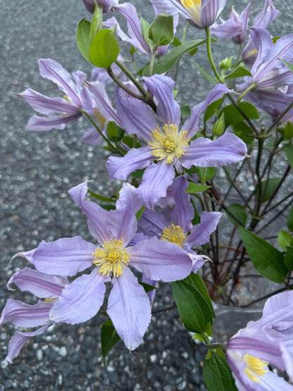 Clematis 'East River' / Zoeastri /东方河流
