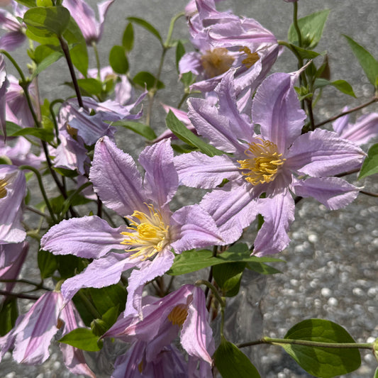 Clematis 'East River' / Zoeastri /东方河流