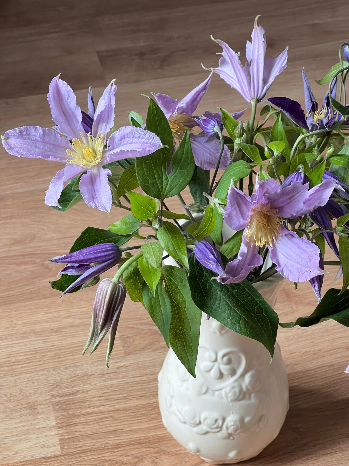 Clematis 'East River' / Zoeastri /东方河流