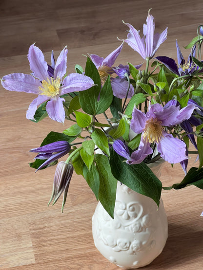Clematis 'East River' / Zoeastri /东方河流