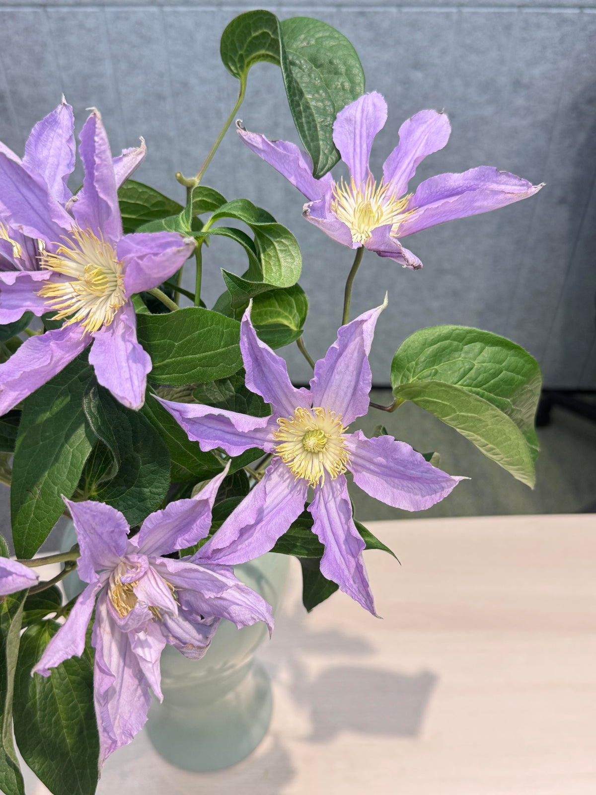 Clematis 'East River' / Zoeastri /东方河流