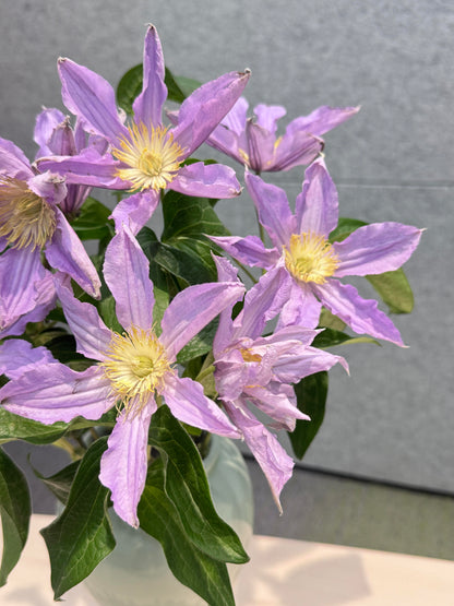 Clematis 'East River' / Zoeastri /东方河流