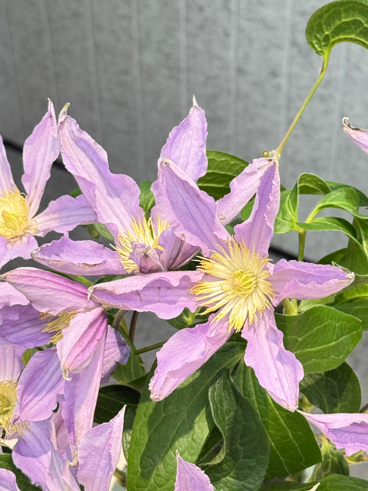 Clematis 'East River' / Zoeastri /东方河流