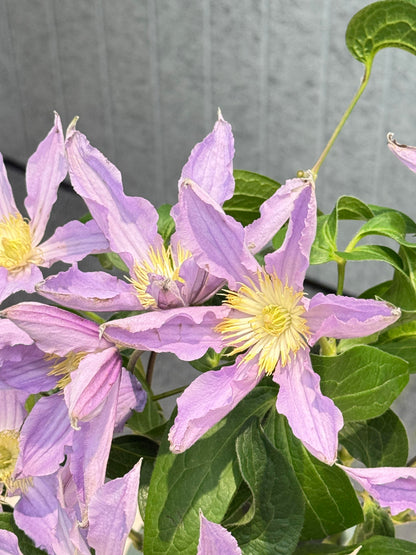 Clematis 'East River' / Zoeastri /东方河流