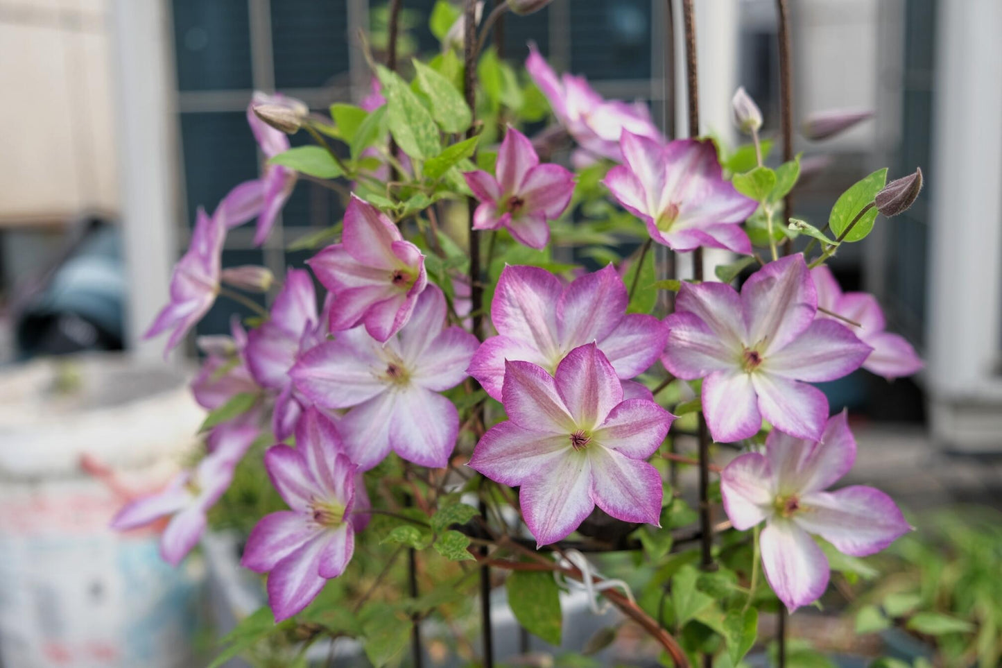 Clematis ‘’Pernille| 佩莱尼‘’