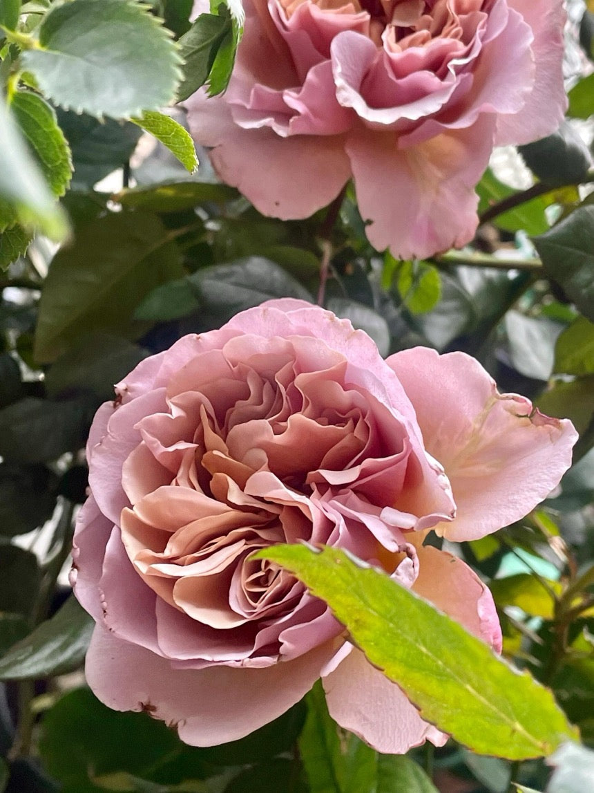 Rose ‘ Caffe Latte  ｜拿铁咖啡‘