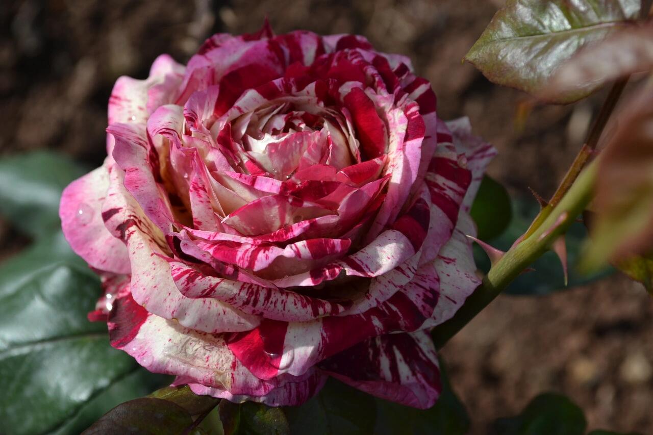 Striped Rose  ’ All American Magic ｜全美魔术
