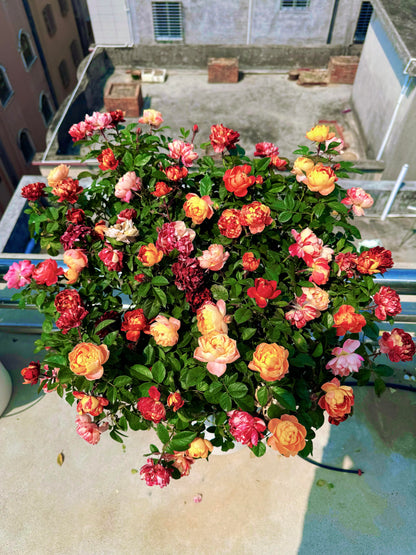 Rose 'Juice Splash' 果汁飞溅